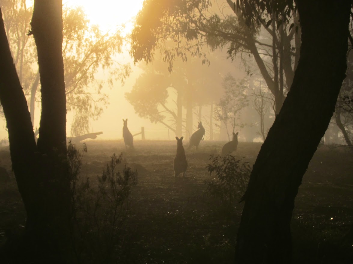 Kangaroos